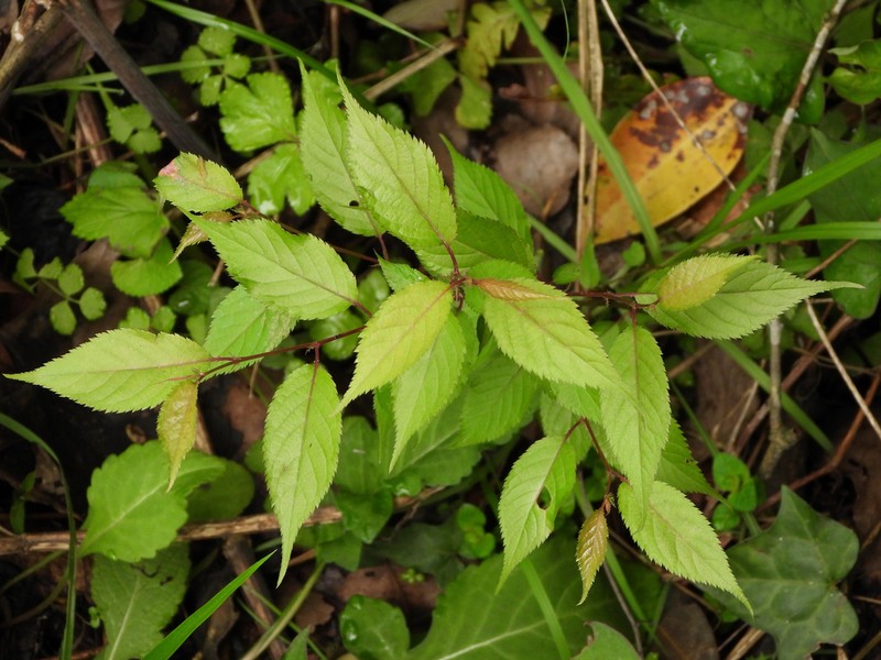 Prunus conradinae photo 3