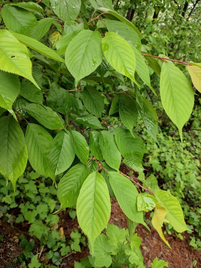 Prunus conradinae photo 4