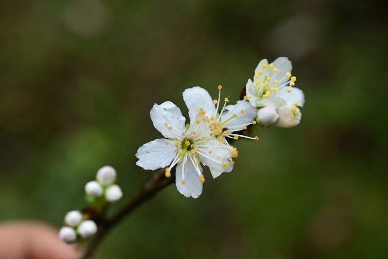 Prunus conradinae photo 5
