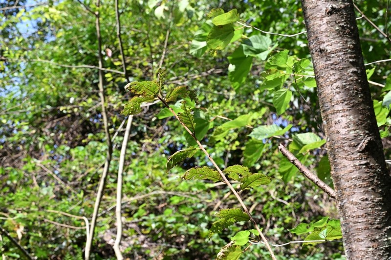 Prunus conradinae photo 6