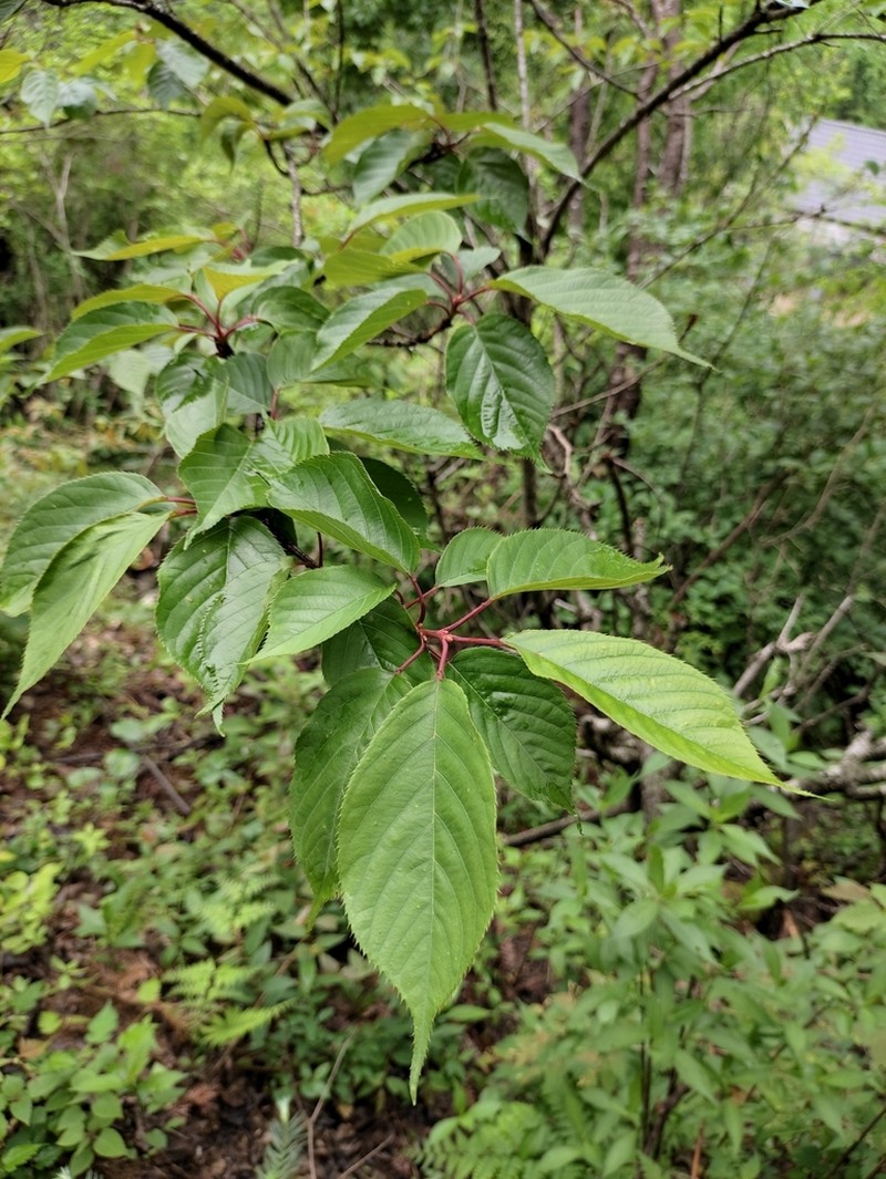 Prunus conradinae photo 8
