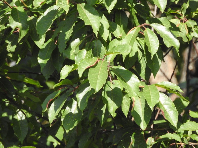 Prunus cornuta