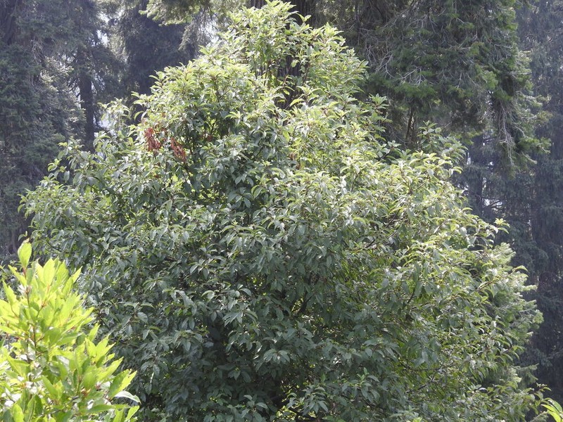Prunus cornuta photo 2