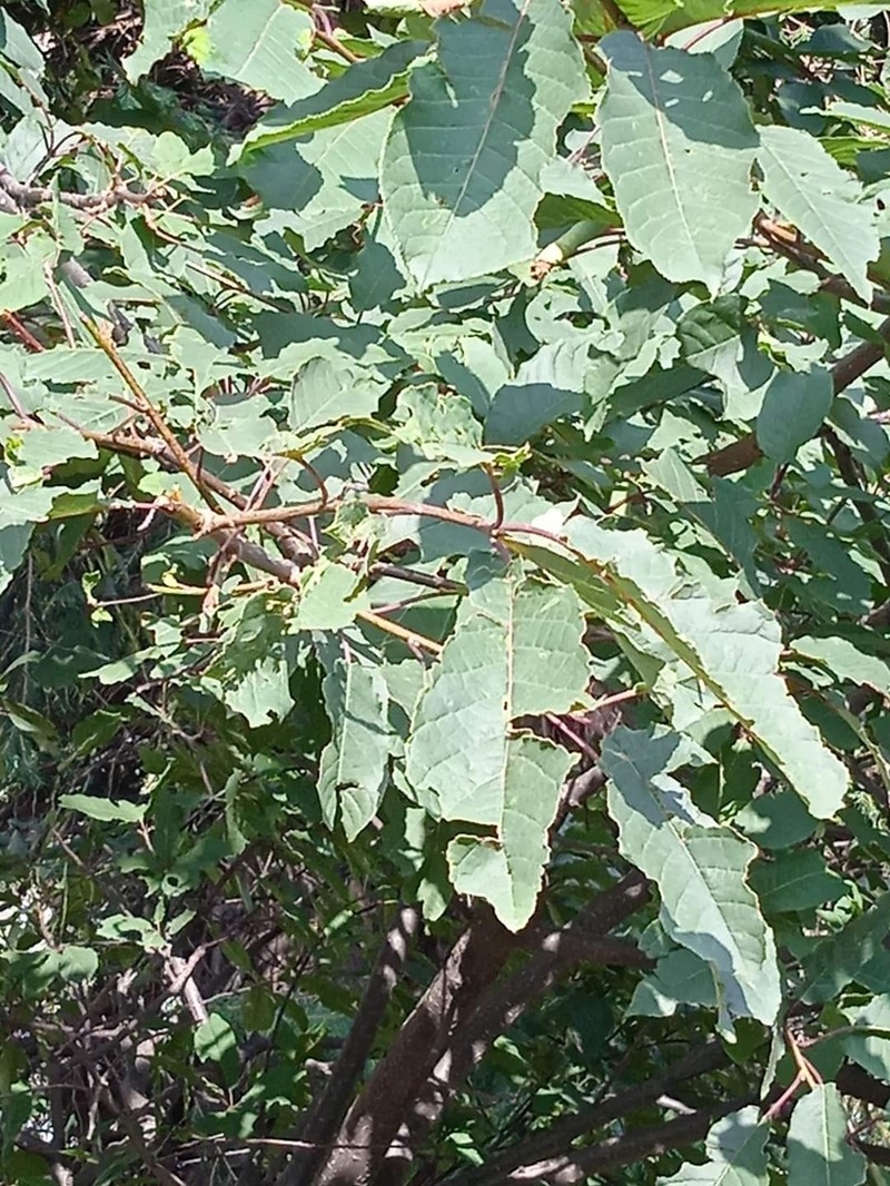 Prunus cornuta photo 3