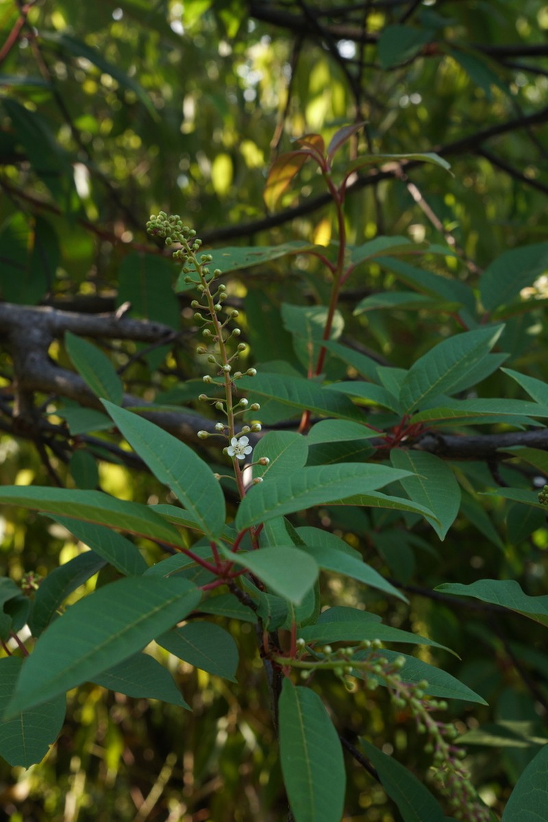 Prunus cornuta photo 5