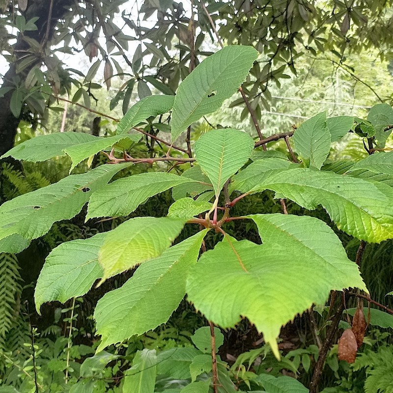 Prunus cornuta photo 6