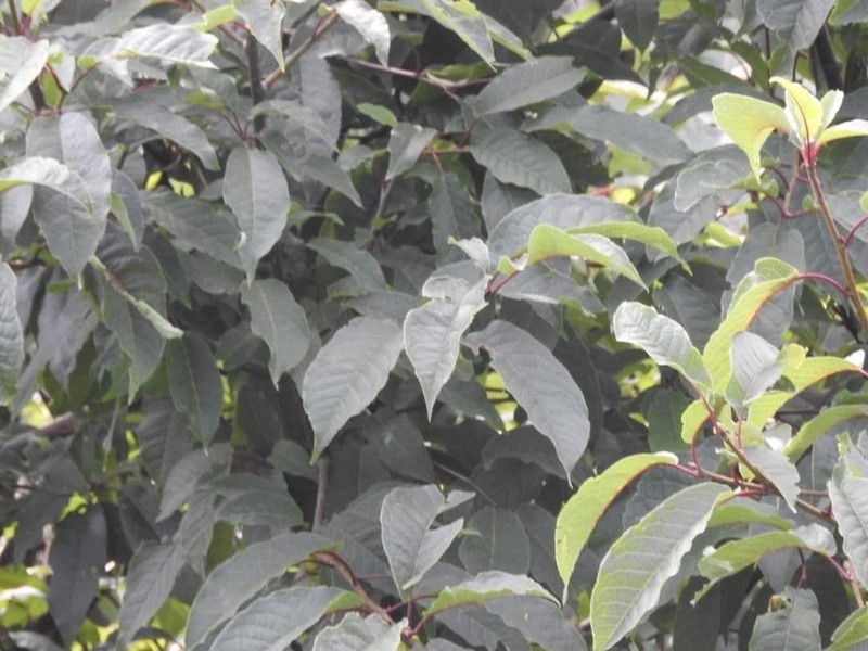 Prunus cornuta photo 7