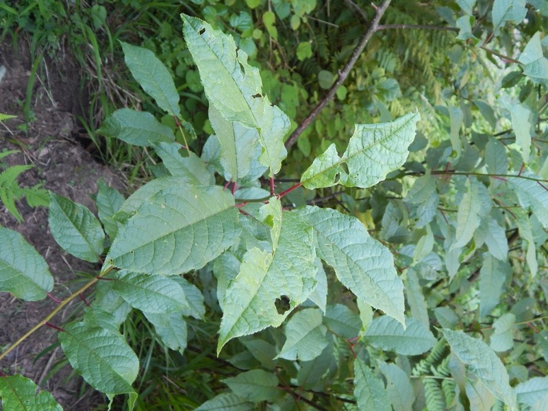 Prunus cornuta photo 8