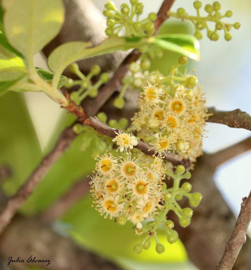 Prunus cortapico photo 2