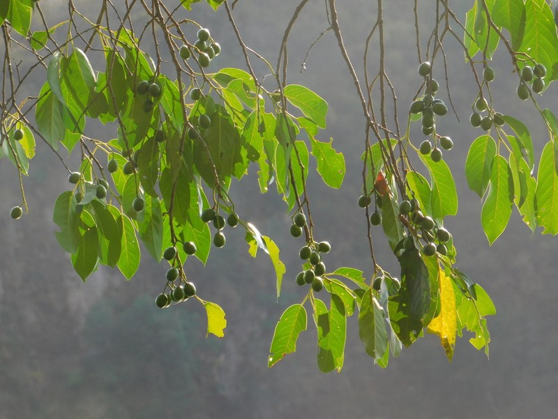 Prunus cortapico photo 3