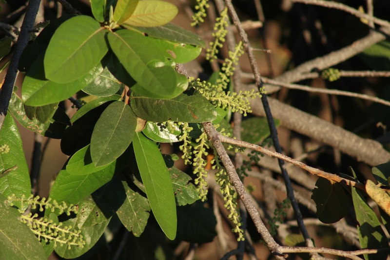Prunus cortapico photo 4