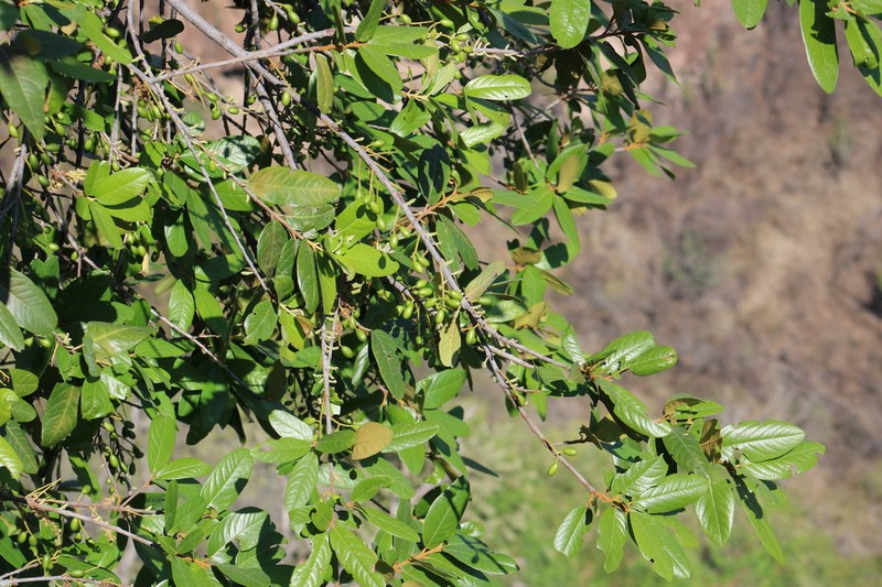 Prunus cortapico photo 5