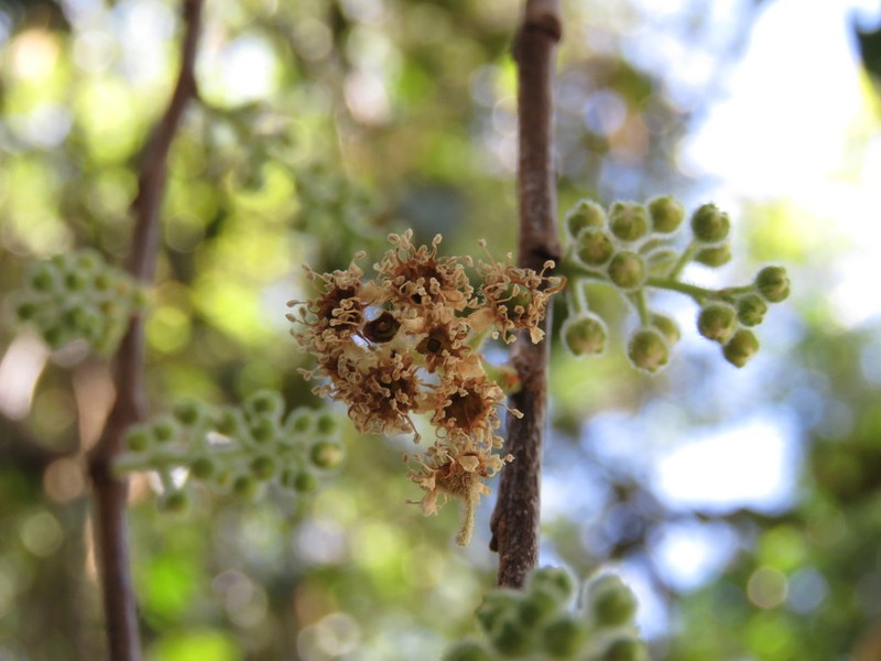 Prunus cortapico photo 6
