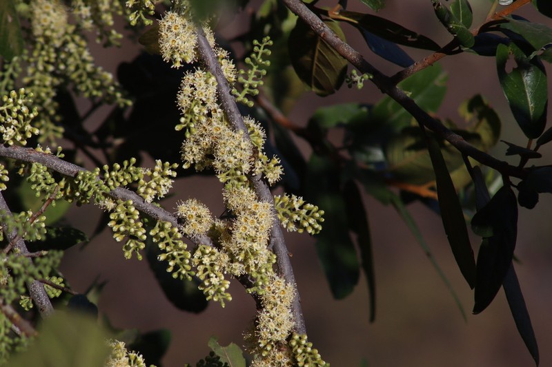 Prunus cortapico photo 7