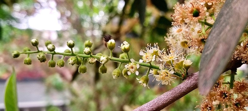 Prunus cortapico photo 8