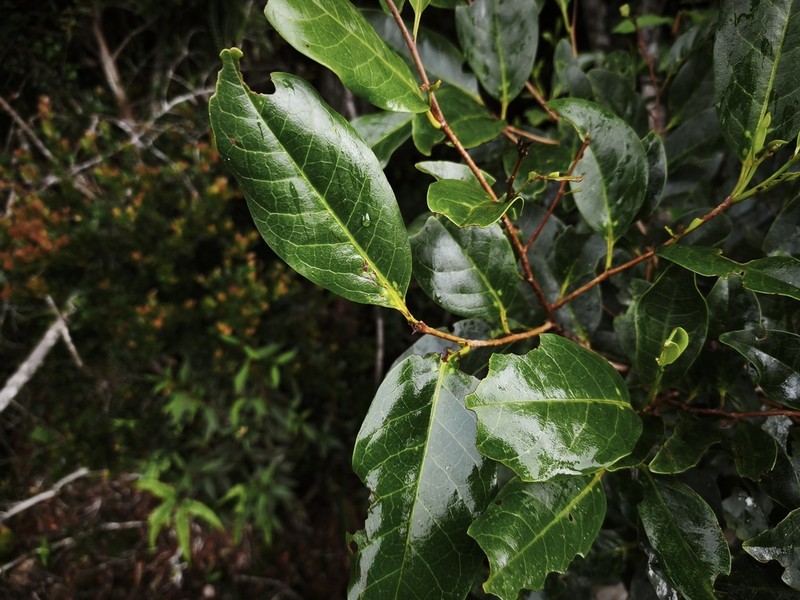 Prunus costata