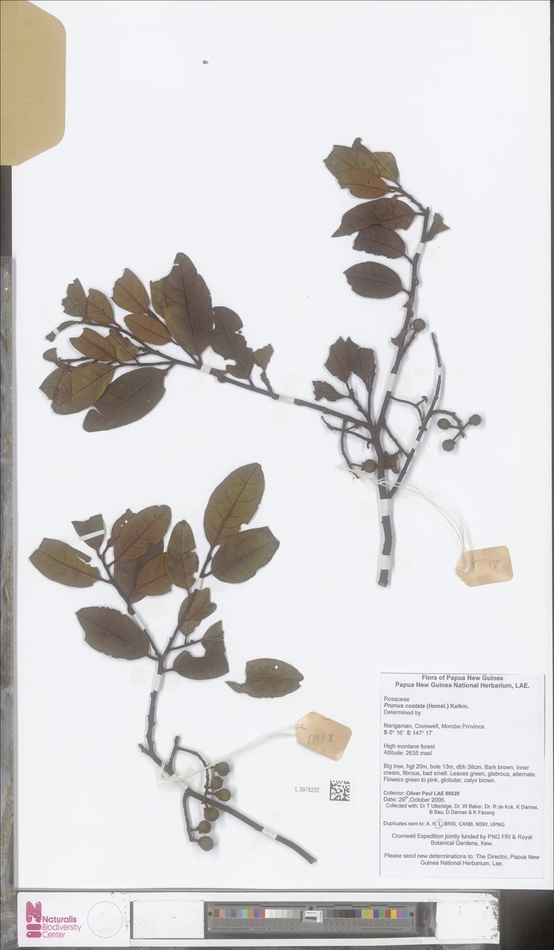 Prunus costata photo 2