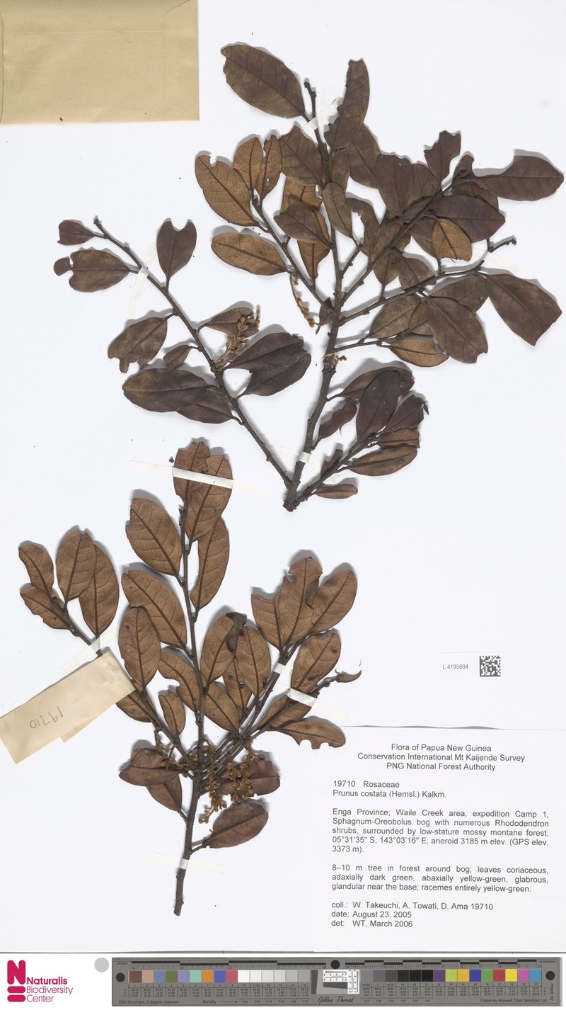 Prunus costata photo 3