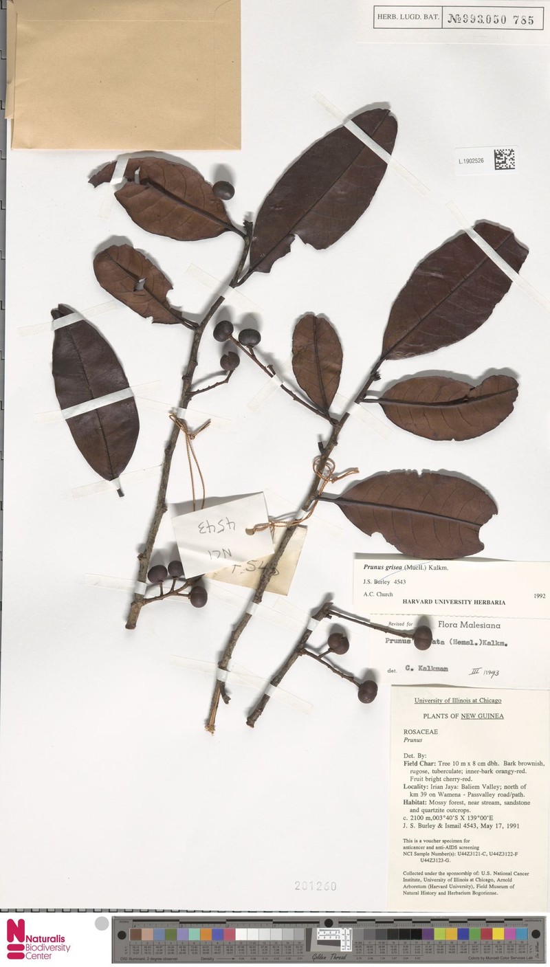 Prunus costata photo 4