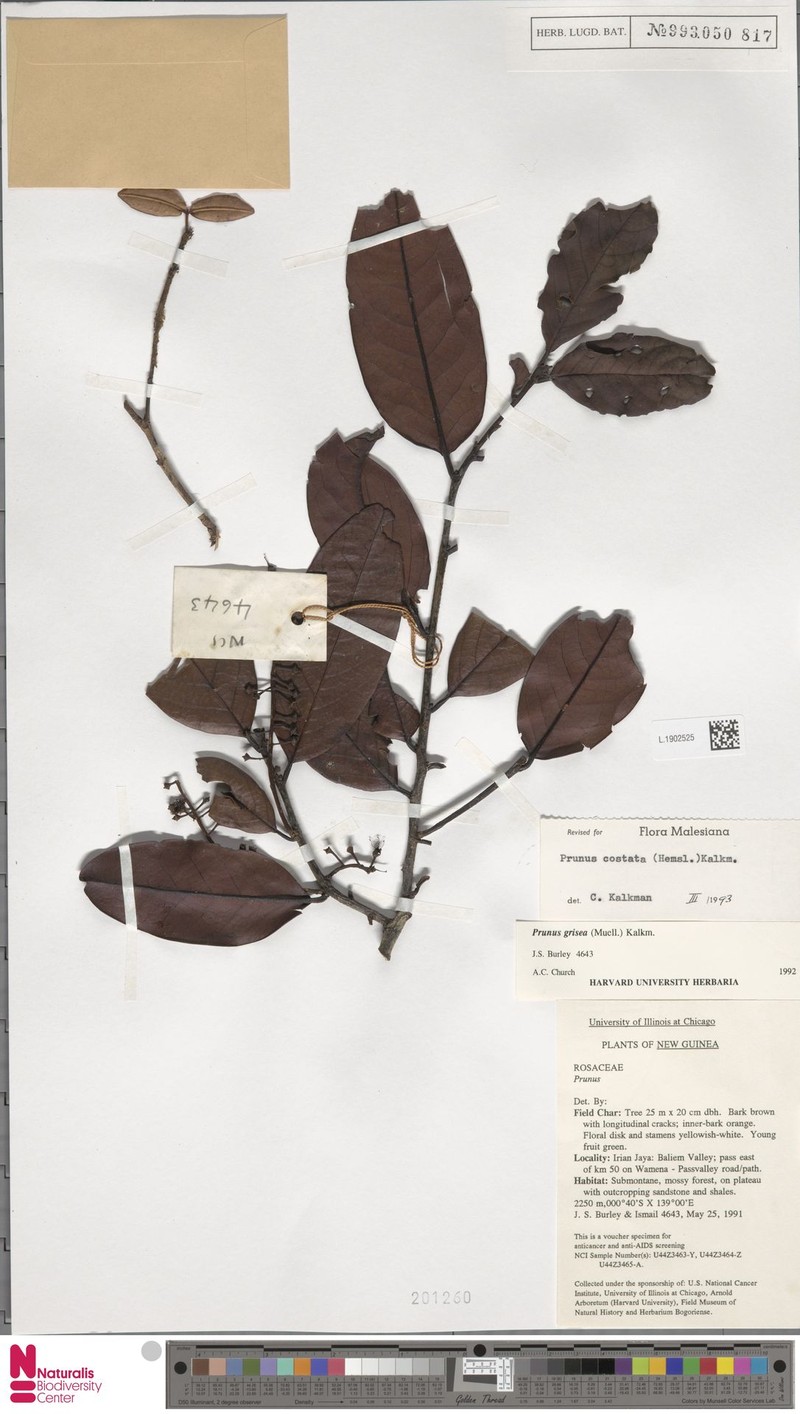 Prunus costata photo 5