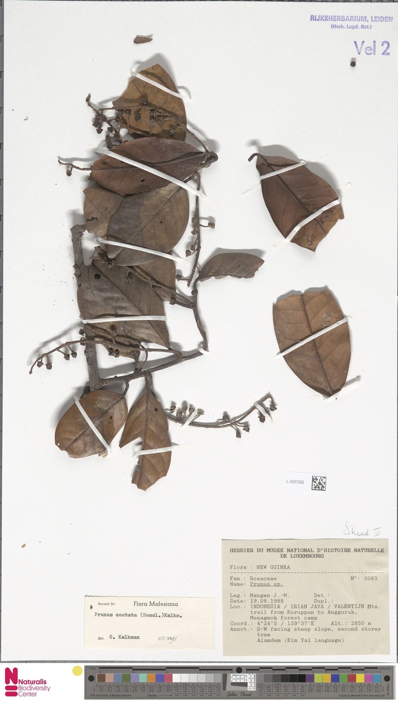 Prunus costata photo 6