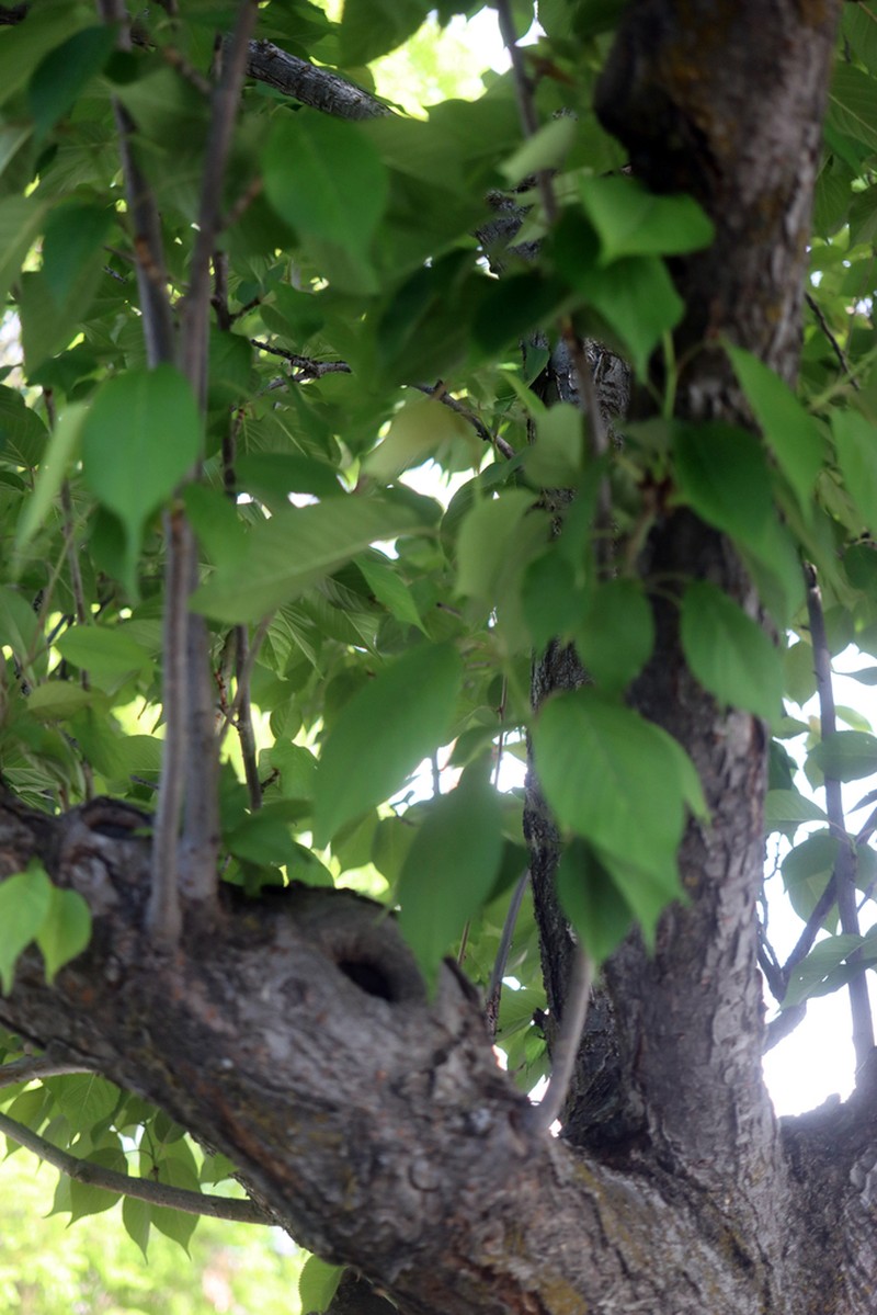 Prunus crassifolia