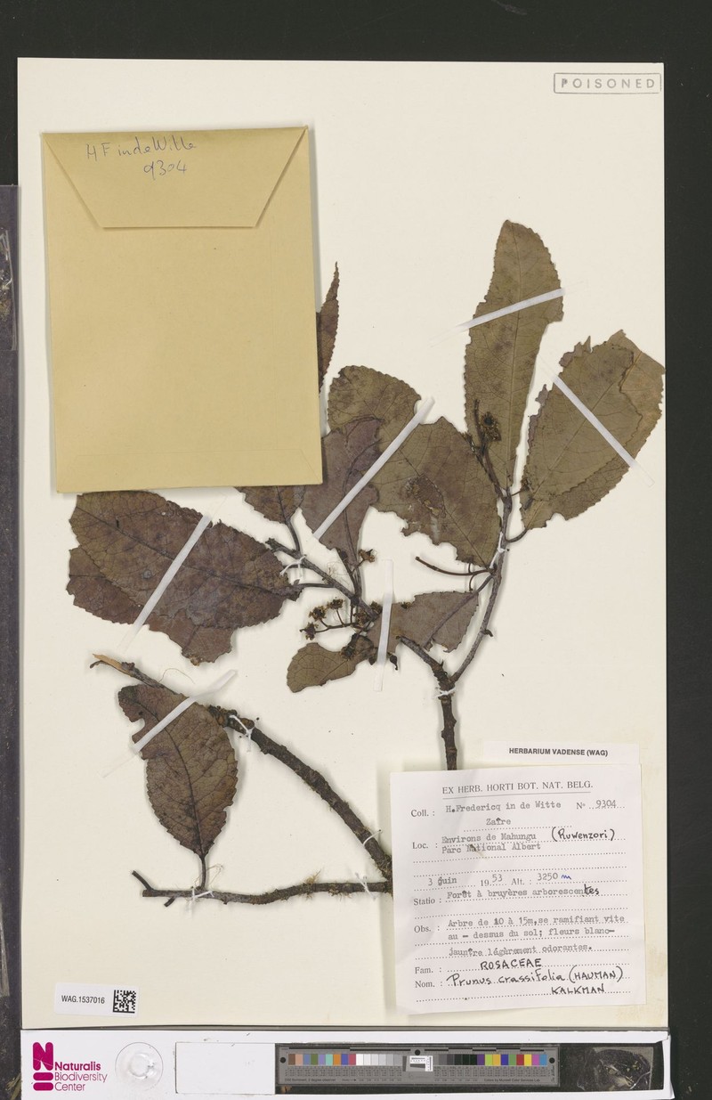 Prunus crassifolia photo 2