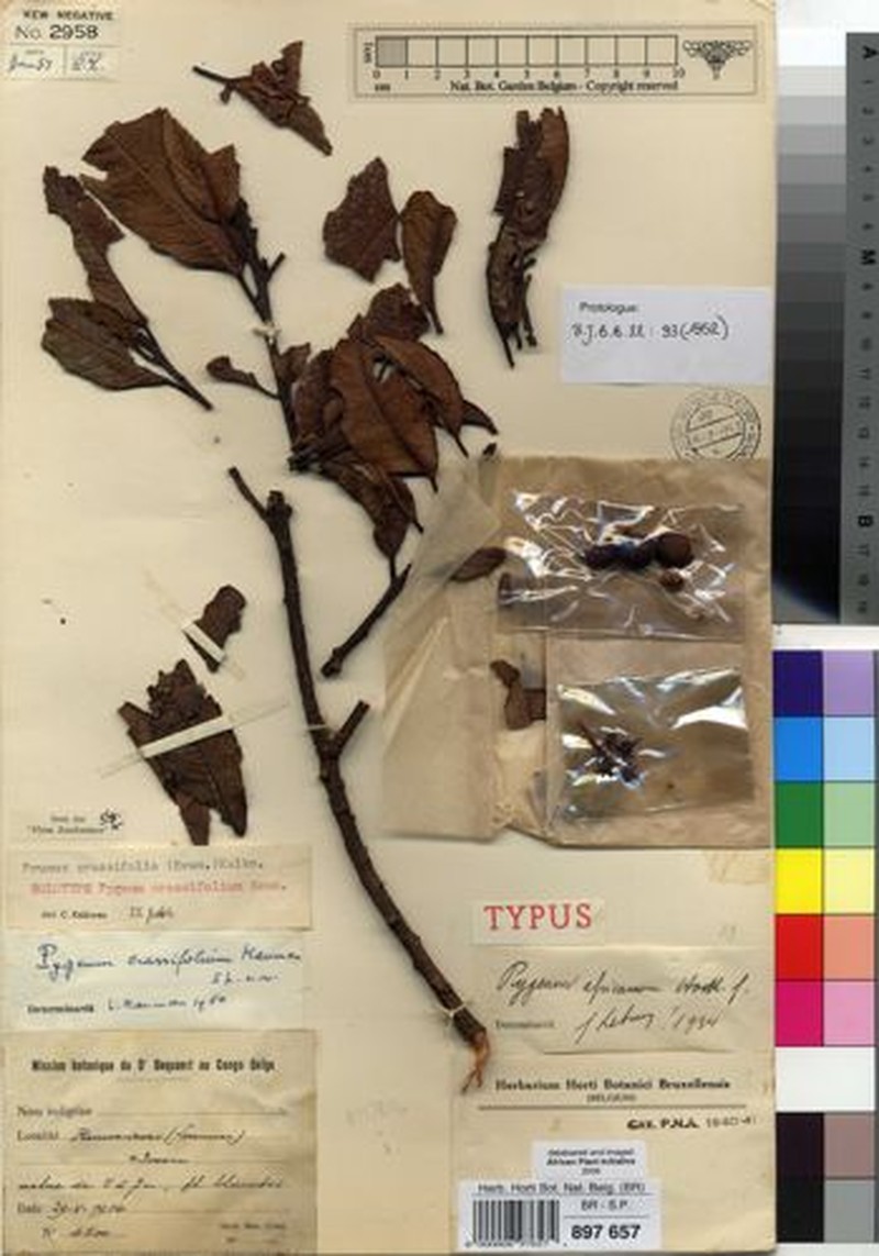 Prunus crassifolia photo 3