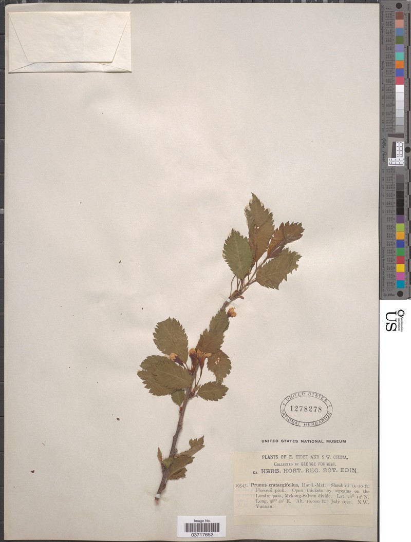 Prunus crataegifolia