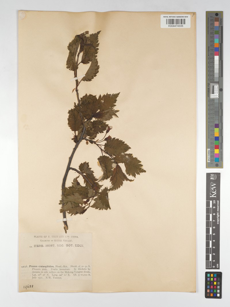 Prunus crataegifolia photo 2