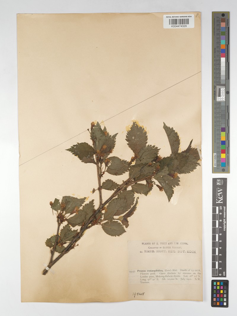 Prunus crataegifolia photo 3
