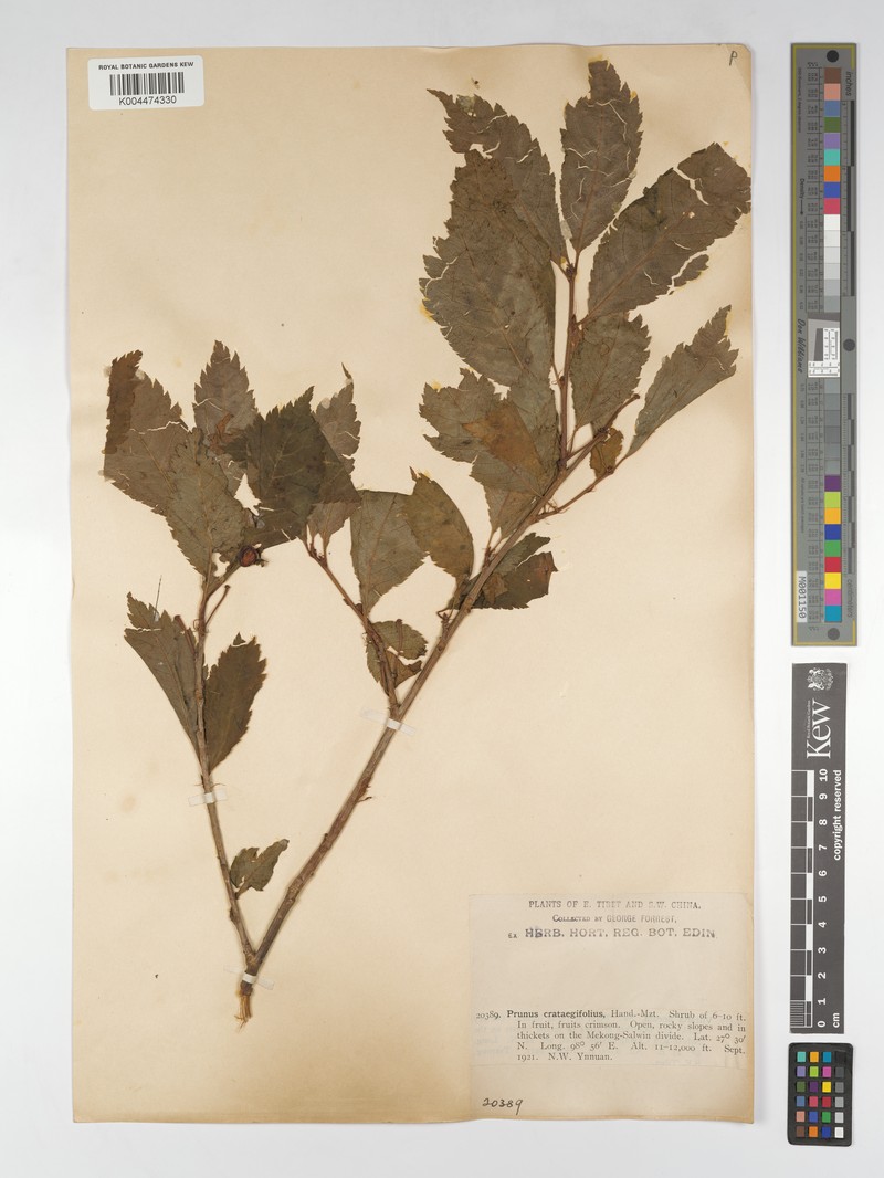Prunus crataegifolia photo 4