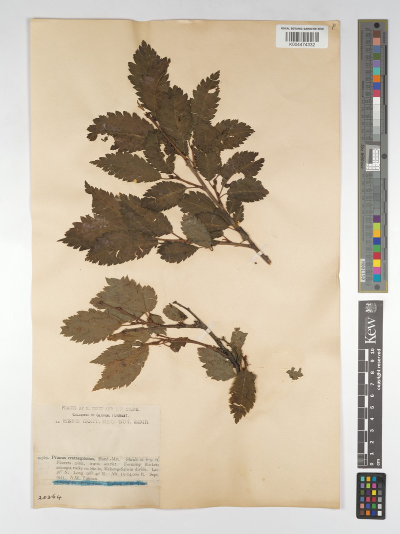 Prunus crataegifolia photo 5