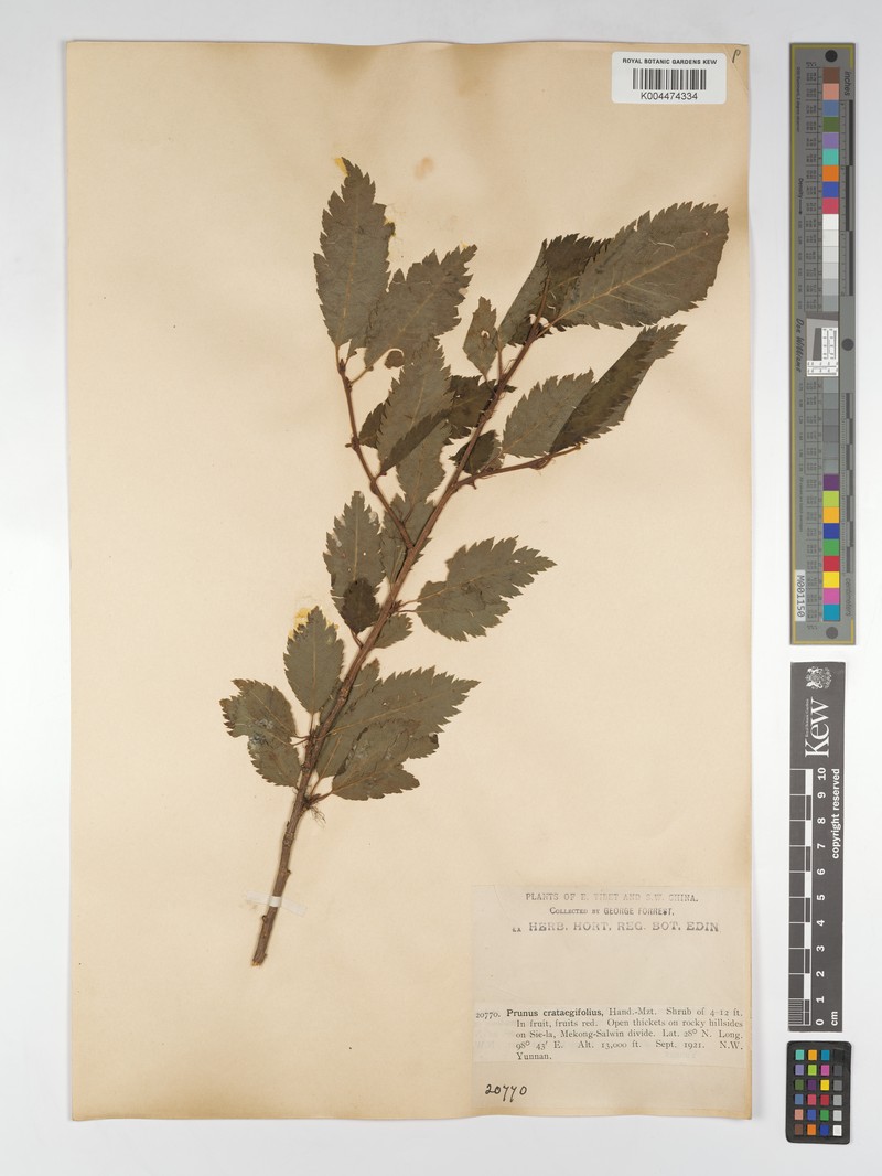 Prunus crataegifolia photo 6