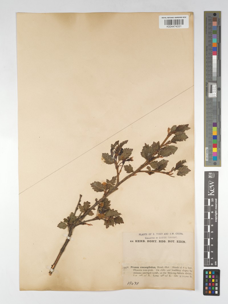 Prunus crataegifolia photo 7