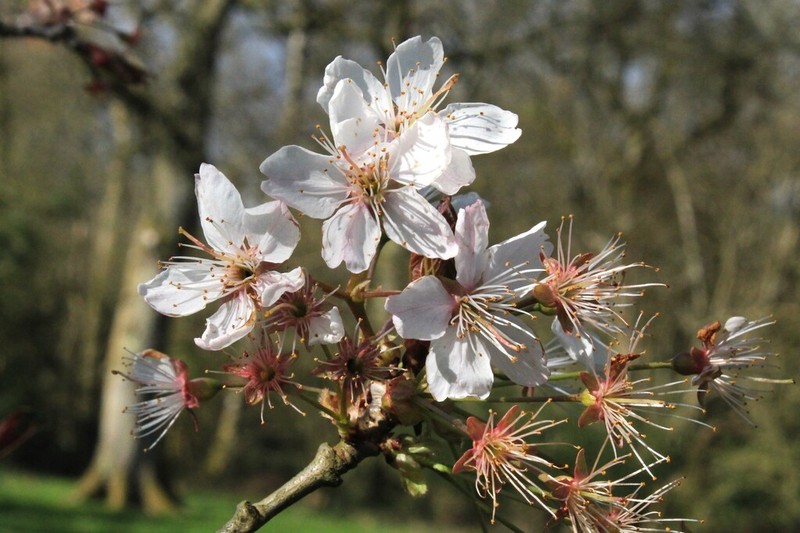 Prunus cyclamina