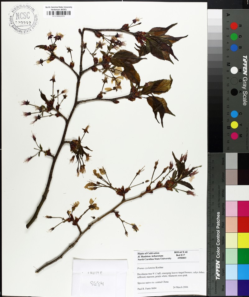 Prunus cyclamina photo 2