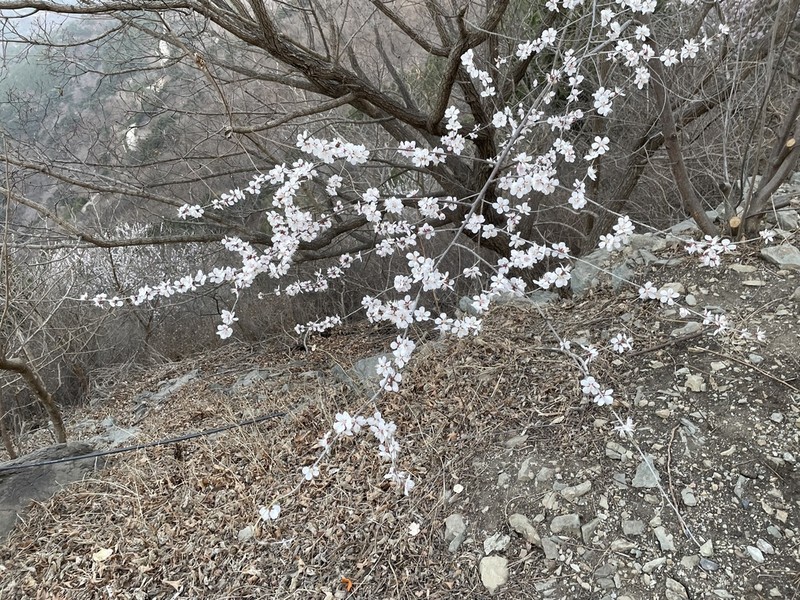 Prunus davidiana photo 2