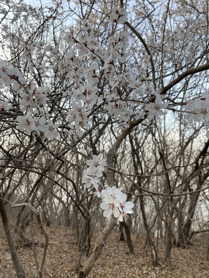 Prunus davidiana photo 3