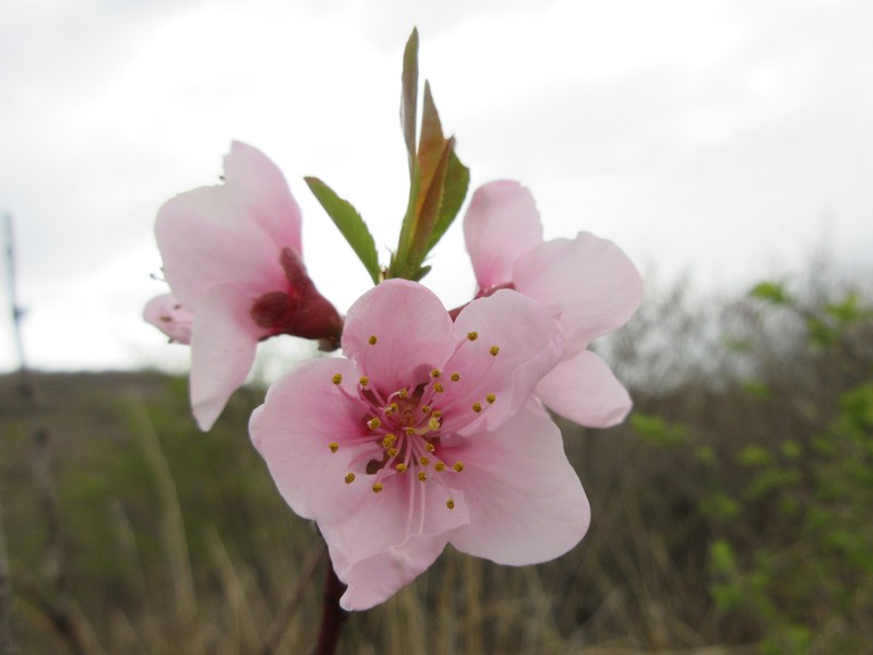 Prunus davidiana photo 4