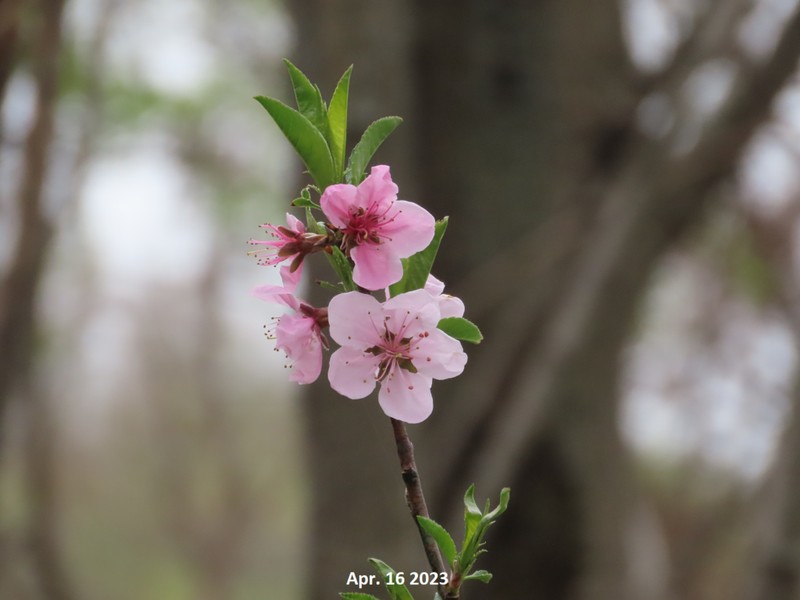 Prunus davidiana photo 5