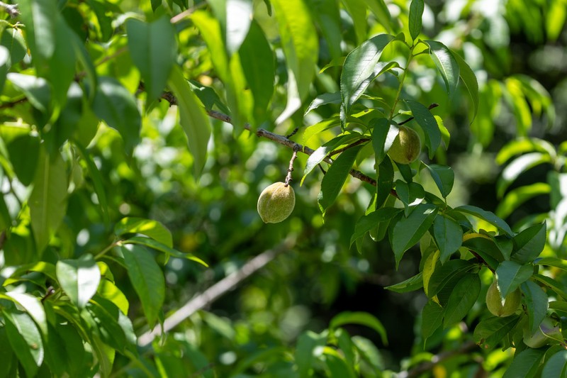 Prunus davidiana photo 7