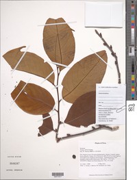 Prunus debilis