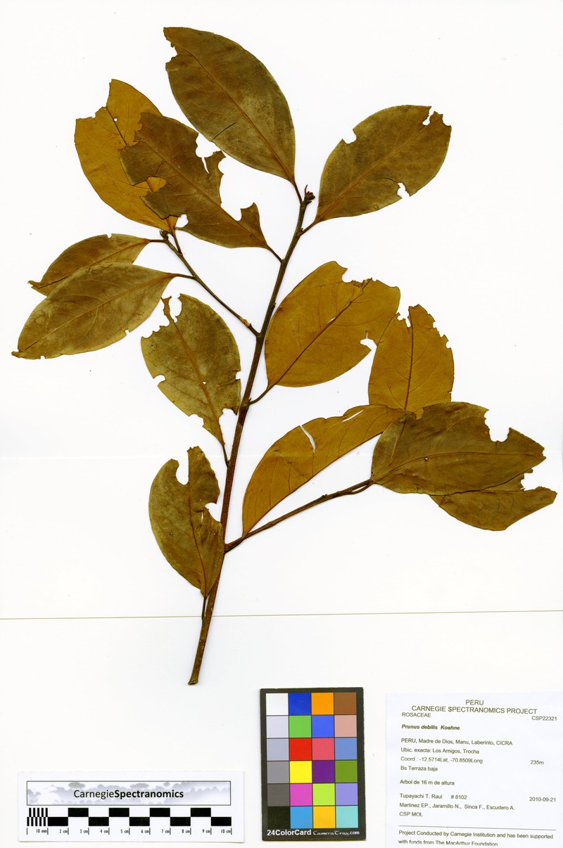 Prunus debilis photo 2