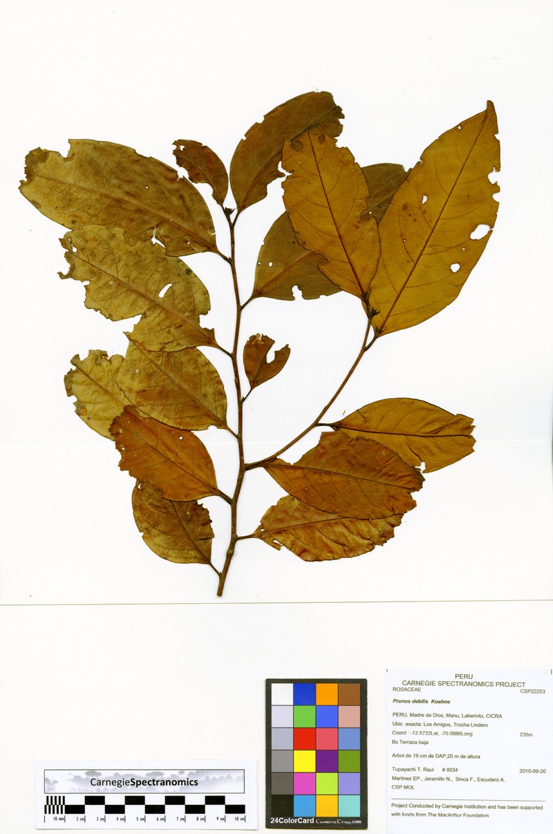Prunus debilis photo 3