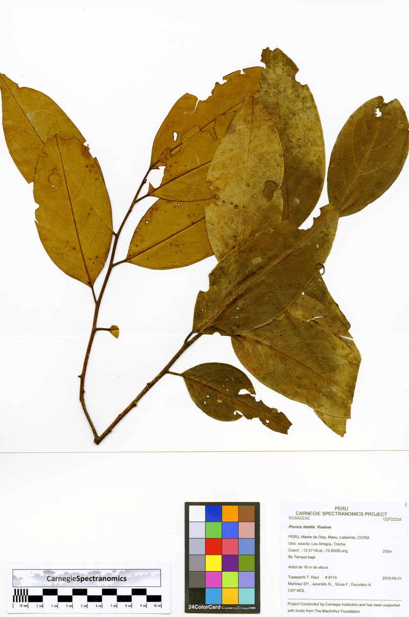Prunus debilis photo 4