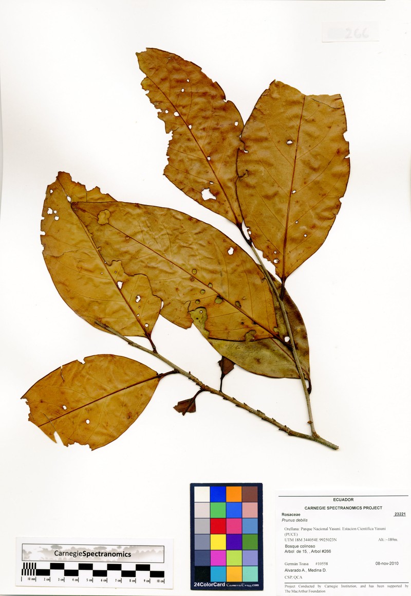 Prunus debilis photo 5
