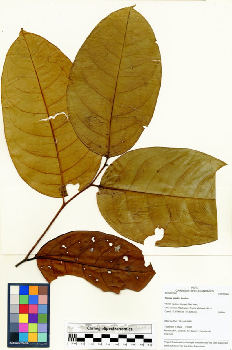 Prunus detrita