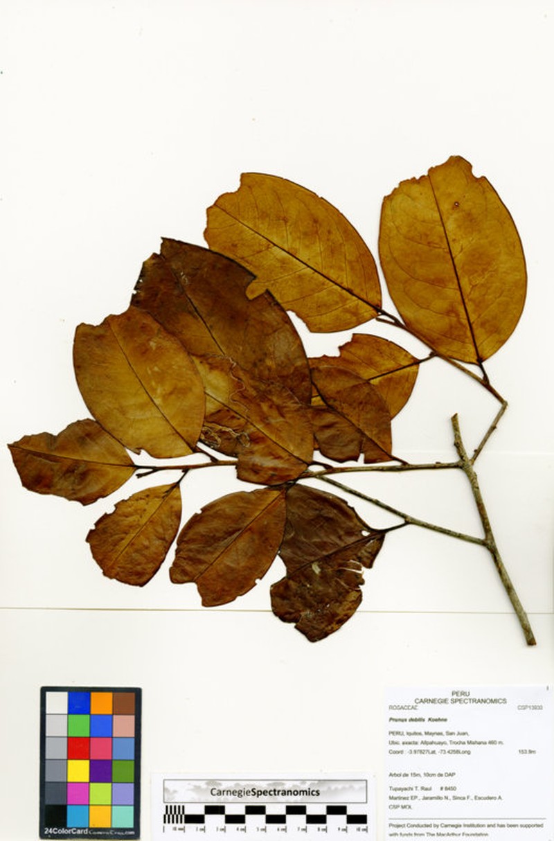 Prunus detrita photo 2