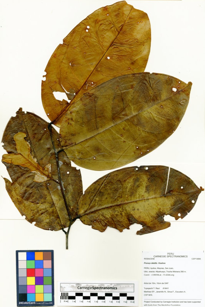 Prunus detrita photo 3